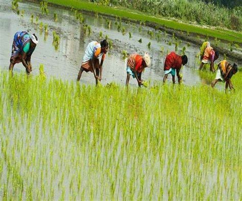 भण्डारीद्वारा धान दिवसको शुभकामना